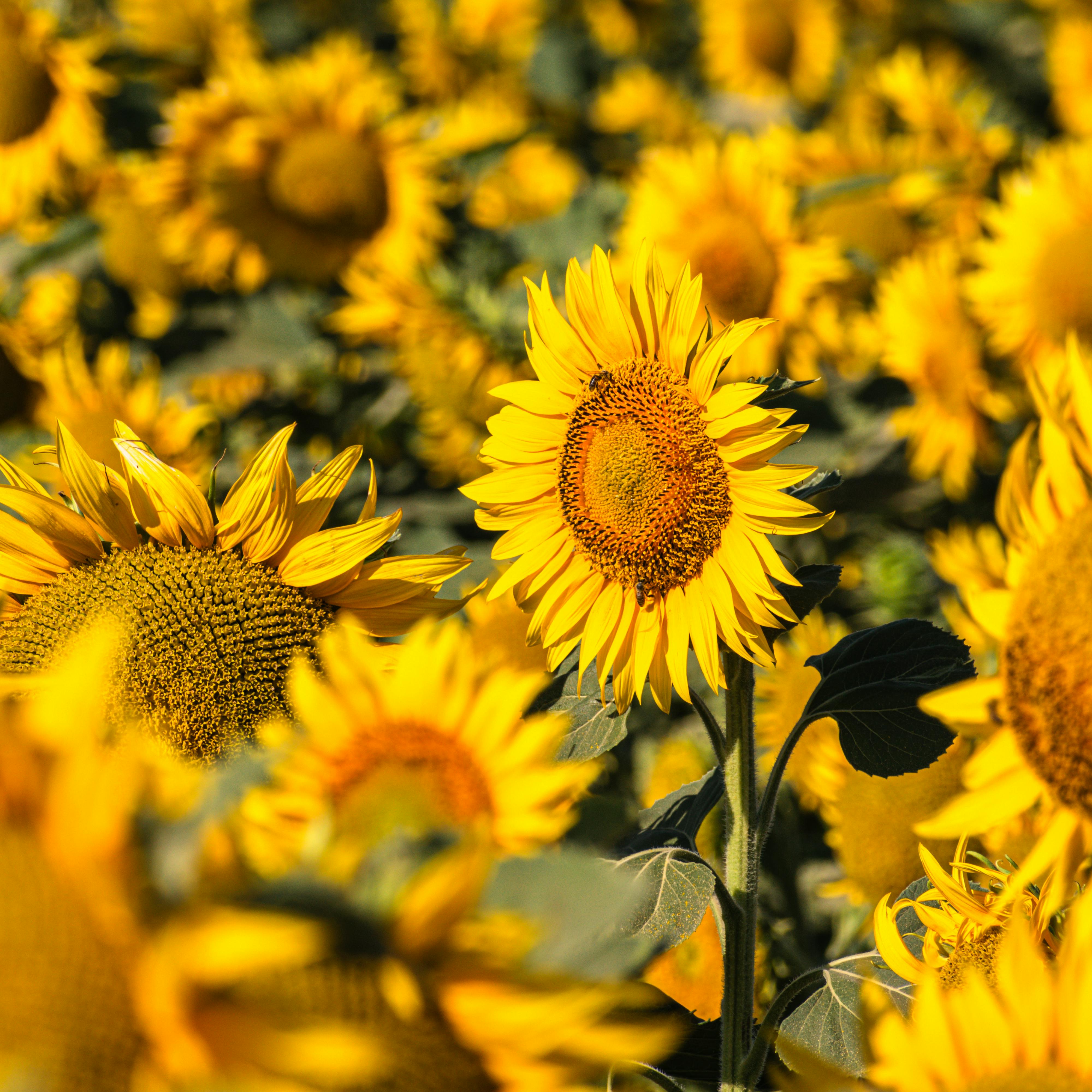 Solar Movement and Community Impact